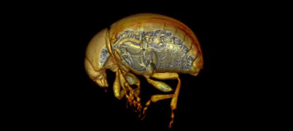 Micro-CT scan of potato beetle